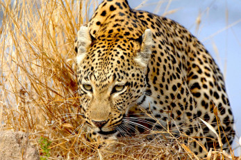 Картинка животные леопарды леопард трава хищник дикая кошка