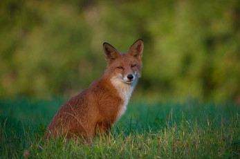 Картинка животные лисы рыжая лиса трава взгляд боке