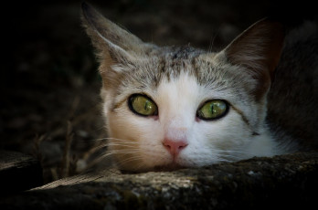 Картинка животные коты мордочка взгляд кошка