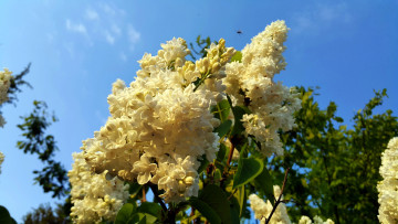 Картинка цветы сирень весна белые гроздья