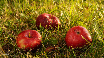 Картинка еда Яблоки капли плоды трава