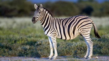 Картинка животные зебры зебка