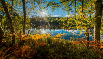 Картинка природа реки озера норвегия папоротник озеро осень деревья