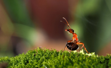 Картинка животные насекомые трава муравей