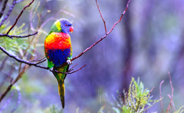 Картинка животные попугаи дождь ветка попугай