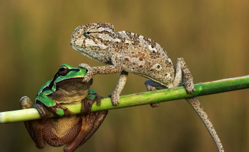 Картинка животные разные+вместе лягушка ящерица хамелеон стебель