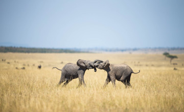 Картинка животные слоны саванна трава