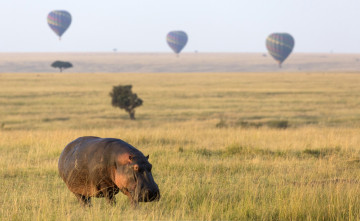 Картинка животные бегемоты саванна трава воздушные шары гиппопотам бегемот