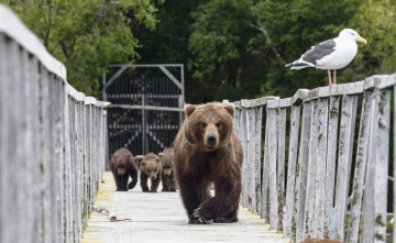 обоя животные, медведи, чайка, мост, бурые