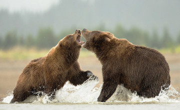 Картинка животные медведи вода драка бурые