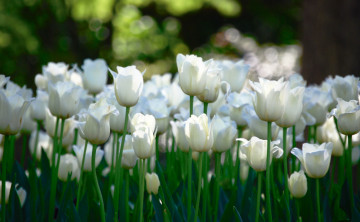 Картинка цветы тюльпаны поле белые