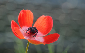 Картинка цветы анемоны +сон-трава макро