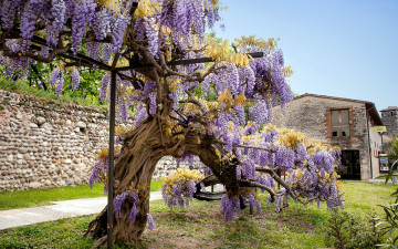 Картинка цветы глициния дерево старое вистерия гроздья