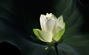 Картинка цветы лотосы цветок лист белый лотос