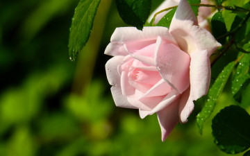 Картинка цветы розы нежность роза макро бутон боке