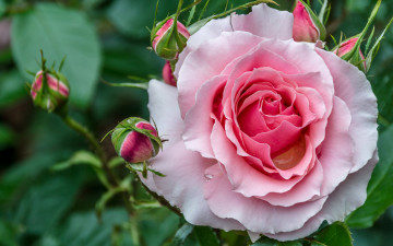 Картинка цветы розы роза бутоны красивая макро