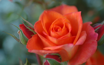 Картинка цветы розы роза бутоны лепестки макро боке