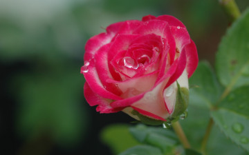 Картинка цветы розы роза капли фон макро бутон