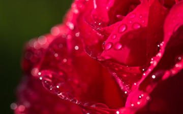 Картинка цветы розы роза капли лепестки макро