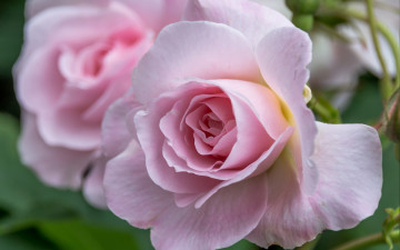 Картинка цветы розы роза лепестки макро