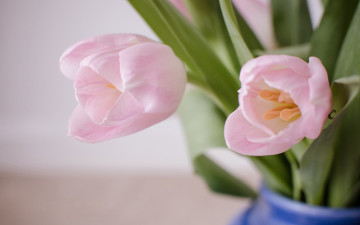 Картинка цветы тюльпаны букет розовые