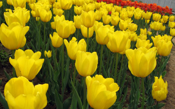 Картинка цветы тюльпаны желтые оранжерея красные