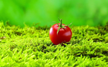 Картинка еда помидоры одиночка трава