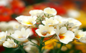 Картинка лантана цветы