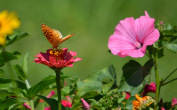 Картинка животные бабочки +мотыльки +моли растение насекомое бабочка