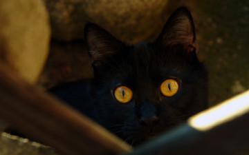 Картинка животные коты черный кот глаза кошка