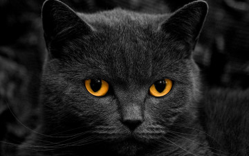 Картинка животные коты кошка кот британец голова взгляд