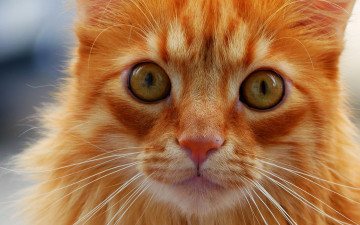 Картинка животные коты мордочка усы взгляд кошка кот рыжая