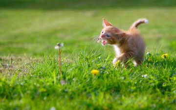 Картинка животные коты рыжий котёнок малыш одуванчики луг
