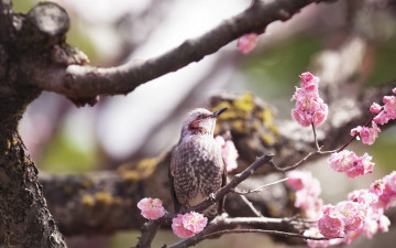 Картинка животные птицы птица сакура цветение весна ветки дерево