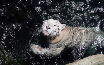 Картинка животные тигры хищник белый тигр зверь плавание вода