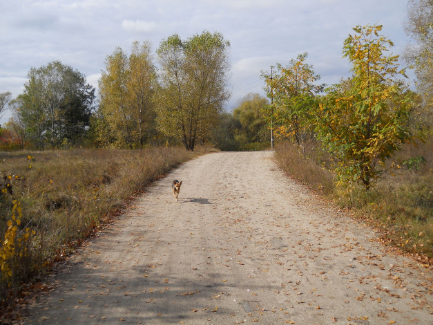 Обои картинки фото троещина в киеве, природа, дороги, киев, осень, собака, троещина, дорога