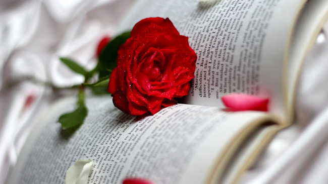 Обои картинки фото цветы, розы, роза, красная, лепестки, книга, текст