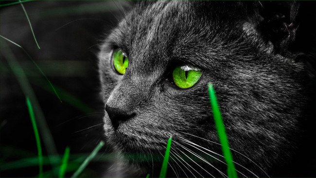 Обои картинки фото животные, коты, мордочка, кот, черный, крупным, планом, зеленые, глаза, травинки