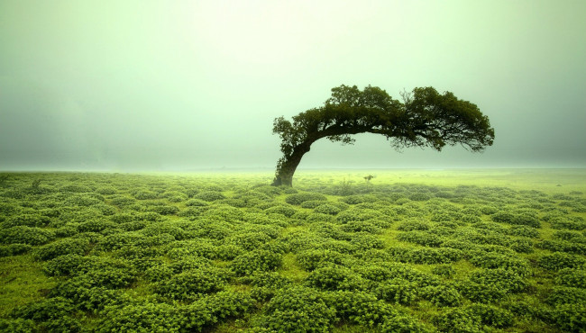 Обои картинки фото природа, деревья, туман, кусты, дерево