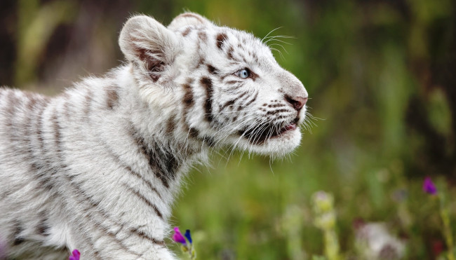 Обои картинки фото животные, тигры, луг, белый, тигренок