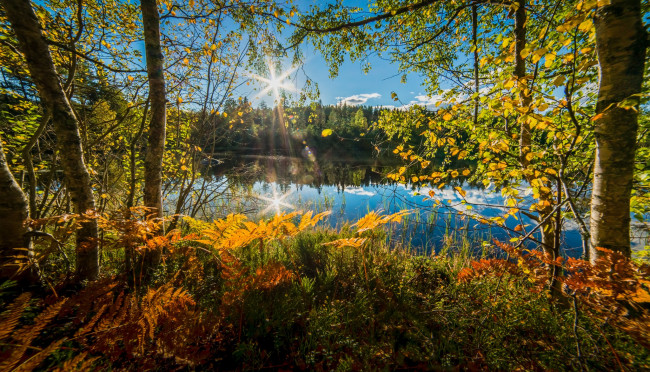 Обои картинки фото природа, реки, озера, норвегия, папоротник, озеро, осень, деревья