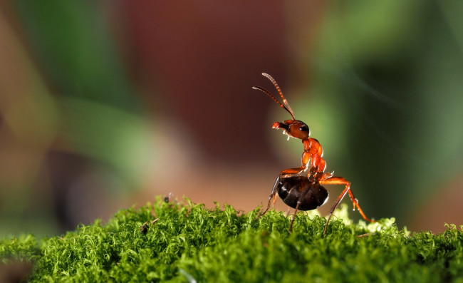 Обои картинки фото животные, насекомые, трава, муравей