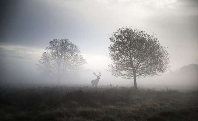 Обои картинки фото животные, олени, трава, деревья, утро, луга, туман, олень