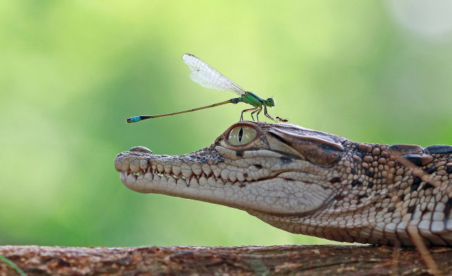Обои картинки фото животные, разные вместе, бревно, стрекоза, крокодил