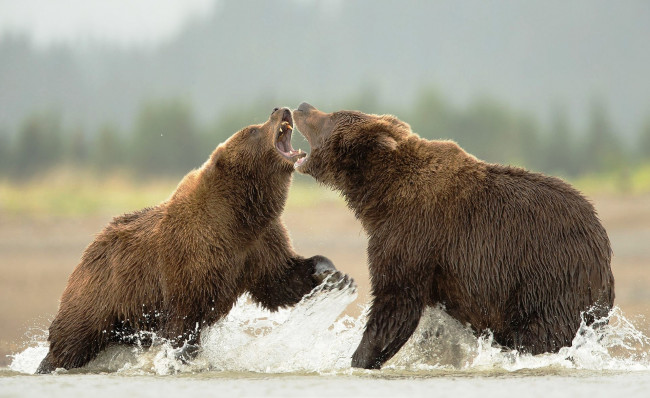 Обои картинки фото животные, медведи, вода, драка, бурые
