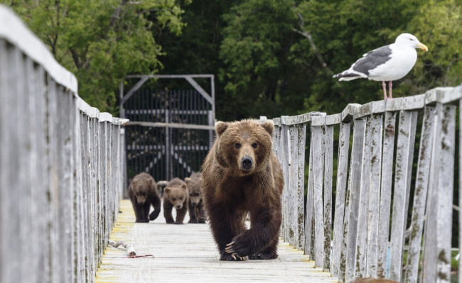 Обои картинки фото животные, медведи, чайка, мост, бурые