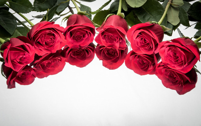 Обои картинки фото цветы, розы, бутоны, отражение, фон