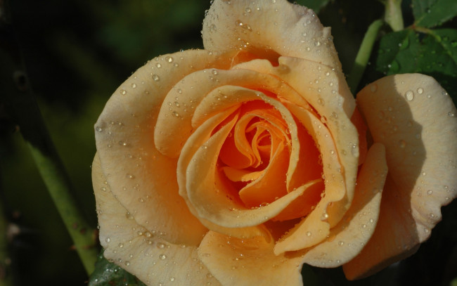 Обои картинки фото цветы, розы, роза, капли, жёлтая, лепестки, макро, бутон