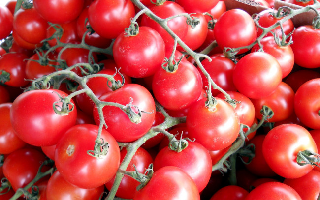 Обои картинки фото еда, помидоры, много, черри, томаты