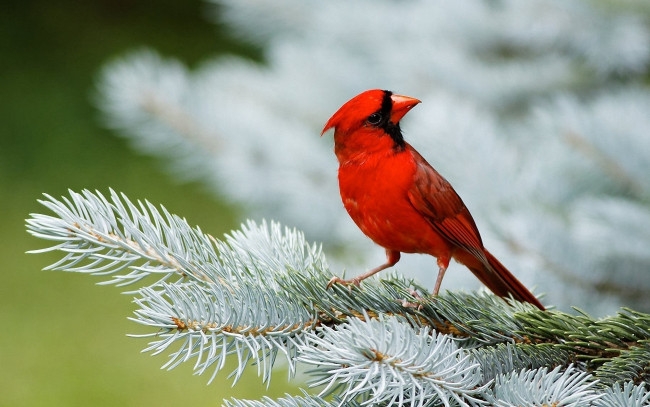 Обои картинки фото животные, кардиналы, красная, птица, кардинал, ель, ветки